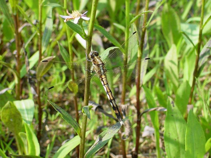 잠자리 - 밀잠자리(Orthetrum albistylum speciosum Uhler) 암컷; DISPLAY FULL IMAGE.
