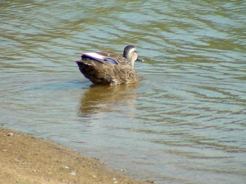 흰뺨검둥오리 (Anas poecilorhyncha) - Spotbill [일산 호수공원]; DISPLAY FULL IMAGE.