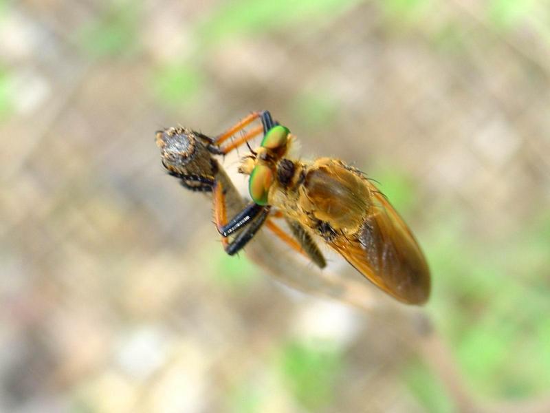 [일산 강선아파트] 왕파리매(Cophinopoda chinensis) - Chinese King Robber Fly; DISPLAY FULL IMAGE.