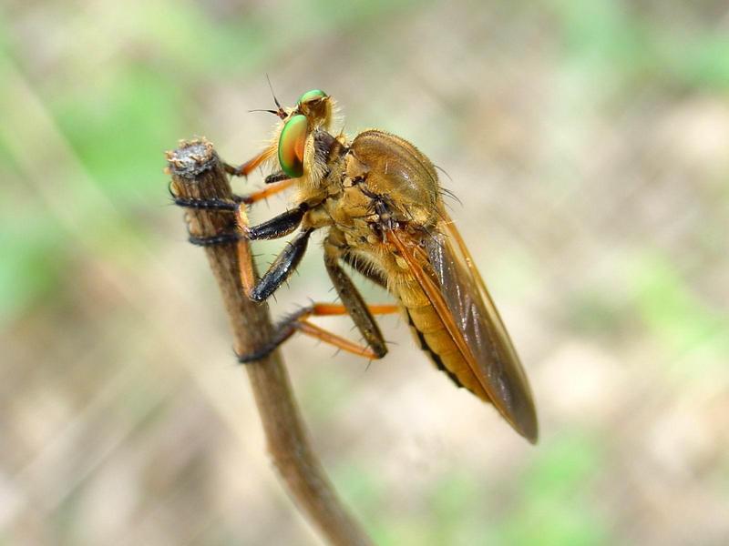 [일산 강선아파트] 왕파리매(Cophinopoda chinensis) - Chinese King Robber Fly; DISPLAY FULL IMAGE.