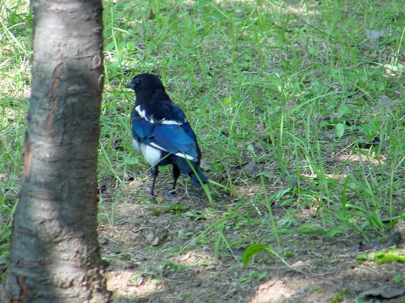 까치 (Pica pica) - Black-billed Magpie; DISPLAY FULL IMAGE.