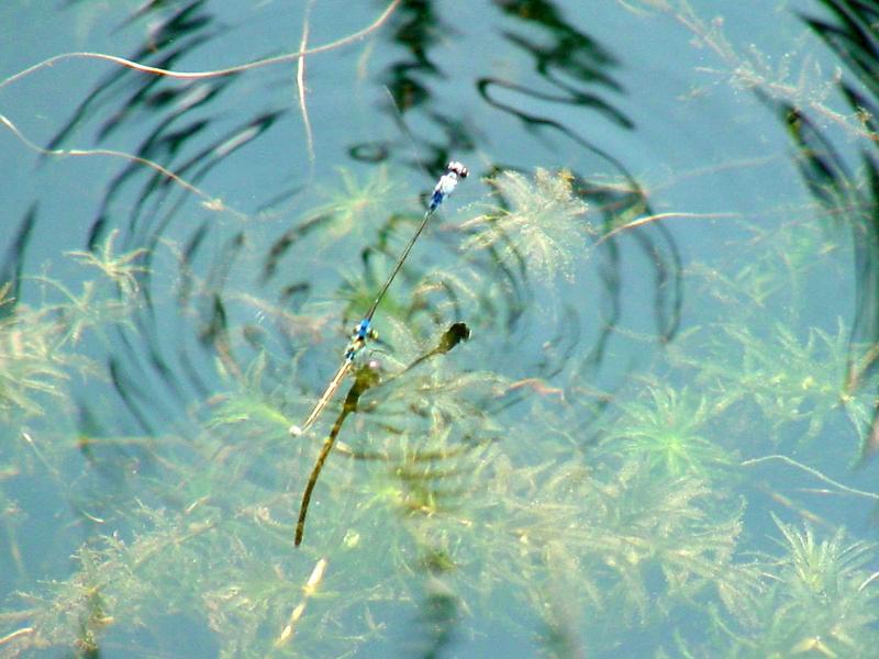 실잠자리 종류의 짝짓기와 산란 [일산 호수공원]; DISPLAY FULL IMAGE.