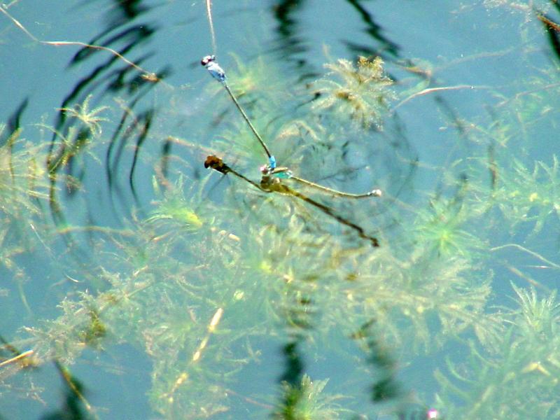 실잠자리 종류의 짝짓기와 산란 [일산 호수공원]; DISPLAY FULL IMAGE.