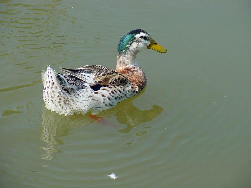 청둥오리 - Anas platyrhynchos (Linnaeus, 1758) - Mallard Duck; DISPLAY FULL IMAGE.