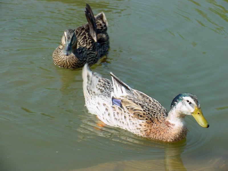 청둥오리 - Anas platyrhynchos (Linnaeus, 1758) - Mallard Duck; DISPLAY FULL IMAGE.