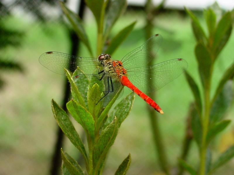 잠자리 - 여름좀잠자리(Sympetrum darwinianum) 수컷 {!--dragonfly-->; DISPLAY FULL IMAGE.