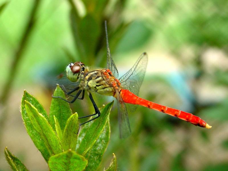 잠자리 - 여름좀잠자리(Sympetrum darwinianum) 수컷 {!--dragonfly-->; DISPLAY FULL IMAGE.