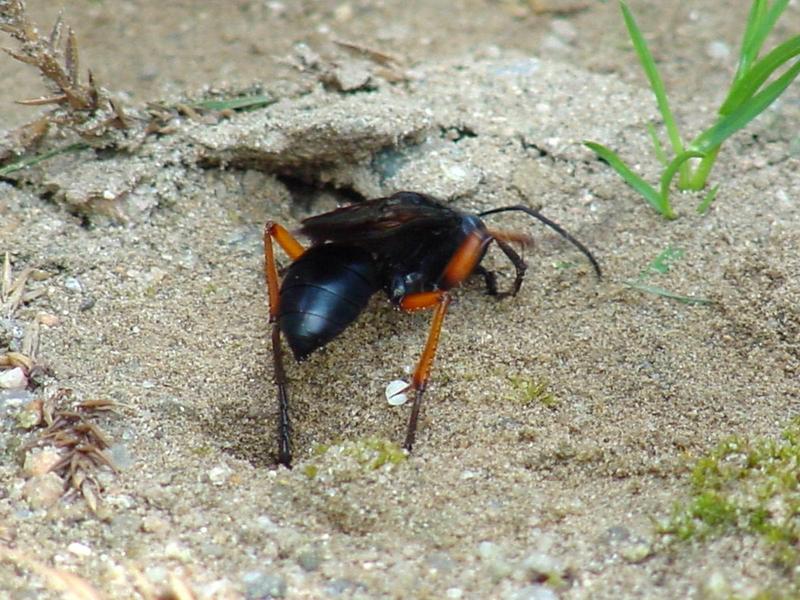 벌 종류의 땅굴 파기 -- 홍다리조롱박벌 Isodontia  harmandi (Sphecide Wasp); DISPLAY FULL IMAGE.