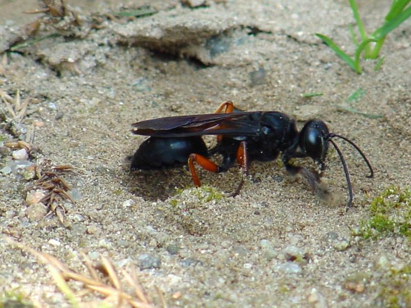 벌 종류의 땅굴 파기 -- 홍다리조롱박벌 Isodontia  harmandi (Sphecide Wasp); DISPLAY FULL IMAGE.