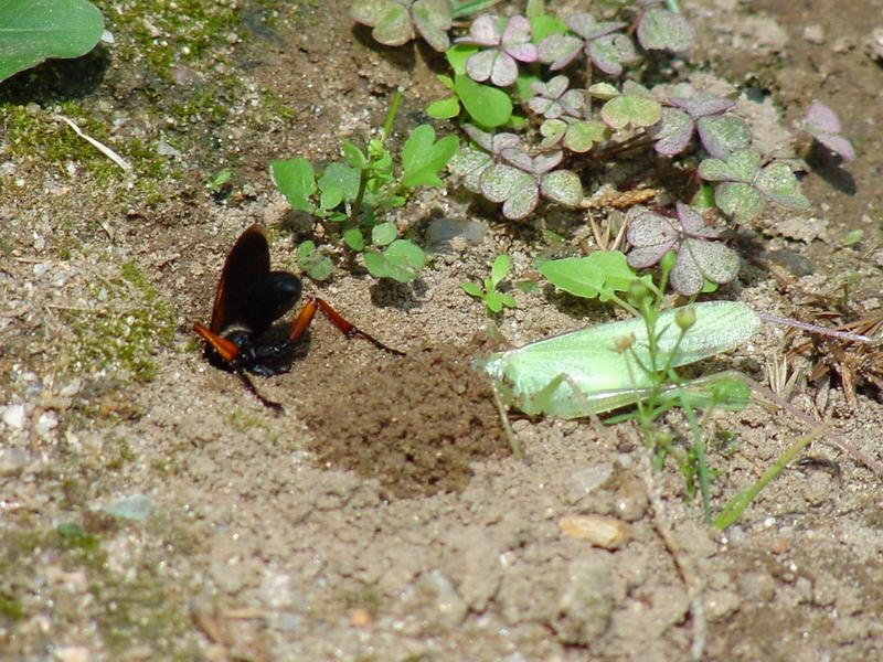 벌 종류의 땅굴 파기, 그리고 실베짱이? 묻기. -- 홍다리조롱박벌 Isodontia  harmandi (Sphecide Wasp); DISPLAY FULL IMAGE.