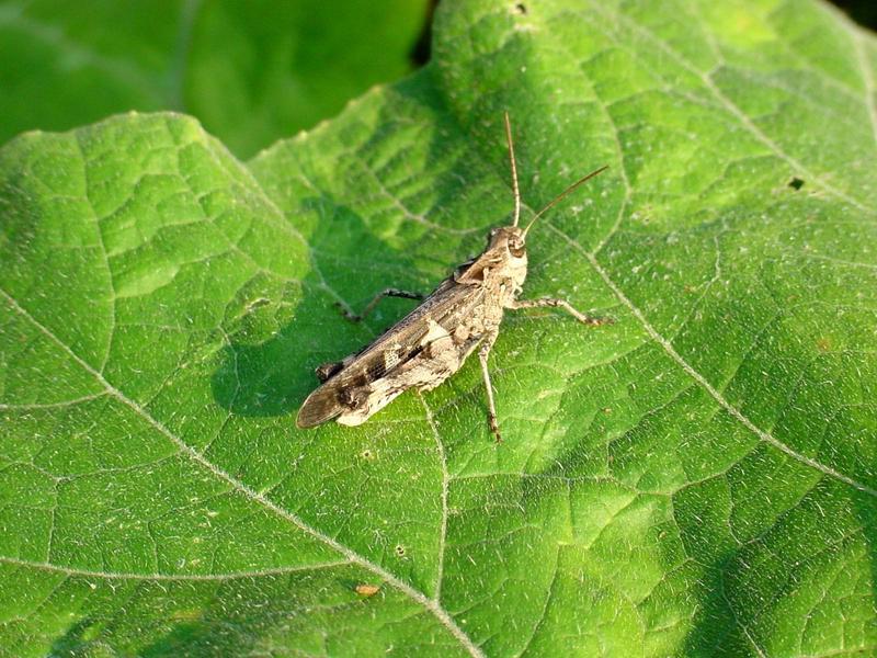 호박잎 위의 메뚜기 -- 팥중이 Oedaleus infernalis (Band-winged Grasshopper); DISPLAY FULL IMAGE.