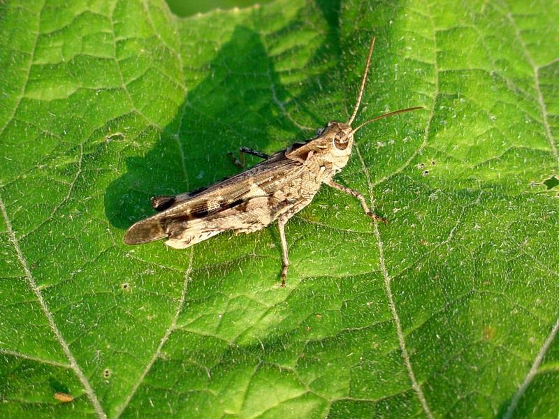 호박잎 위의 메뚜기 -- 팥중이 Oedaleus infernalis (Band-winged Grasshopper); DISPLAY FULL IMAGE.