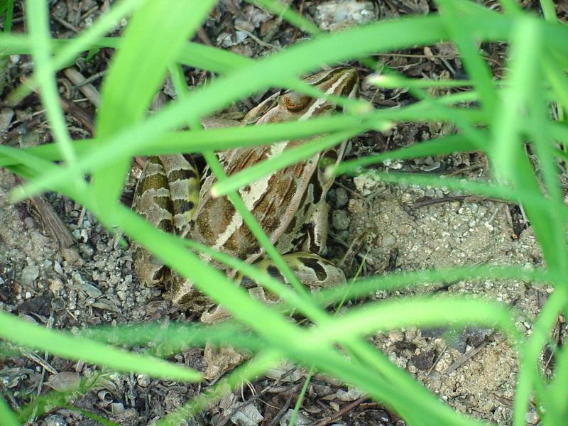 풀섶의 참개구리(Rana nigromaculata) - Black-spotted Frog; DISPLAY FULL IMAGE.
