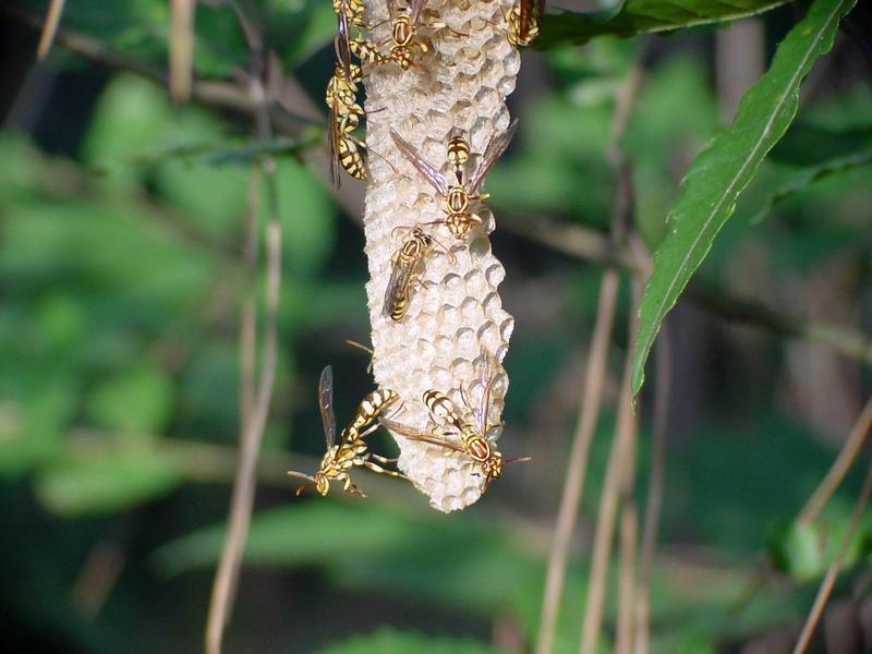 뱀허물쌍살벌(Parapolybia varia) - Lesser Parapolybia Paper Wasp; DISPLAY FULL IMAGE.