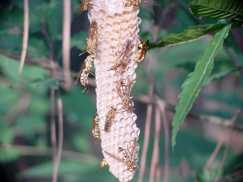 뱀허물쌍살벌(Parapolybia varia) - Lesser Parapolybia Paper Wasp; DISPLAY FULL IMAGE.