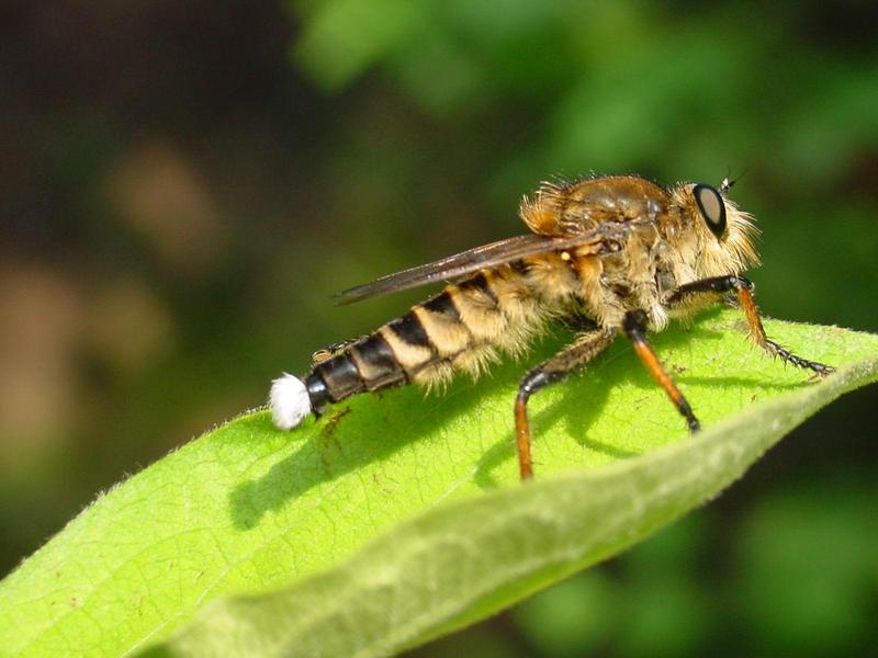 파리매(Promachus yesonicus) 수컷 - Robber Fly; DISPLAY FULL IMAGE.