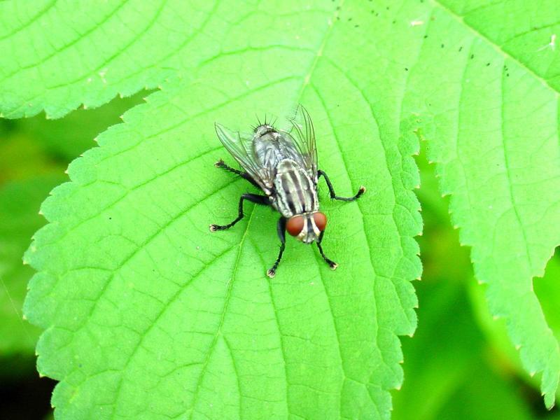 파리 - 쉬파리 종류 -- 검정볼기쉬파리 Helicophagella melanura (flesh fly); DISPLAY FULL IMAGE.