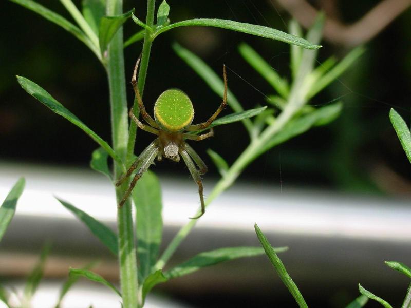 이름모를 예쁜 풀색 거미; DISPLAY FULL IMAGE.