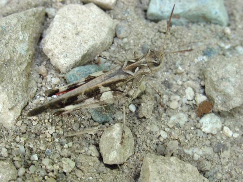 메뚜기 -- 팥중이 Oedaleus infernalis (Band-winged Grasshopper); DISPLAY FULL IMAGE.