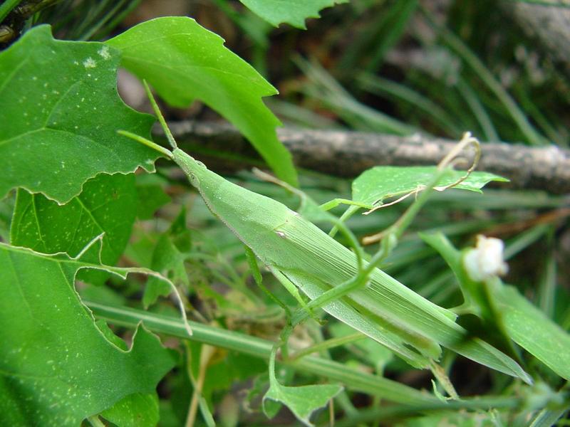방아깨비(Acrida cinerea) - 미성숙 암컷; DISPLAY FULL IMAGE.