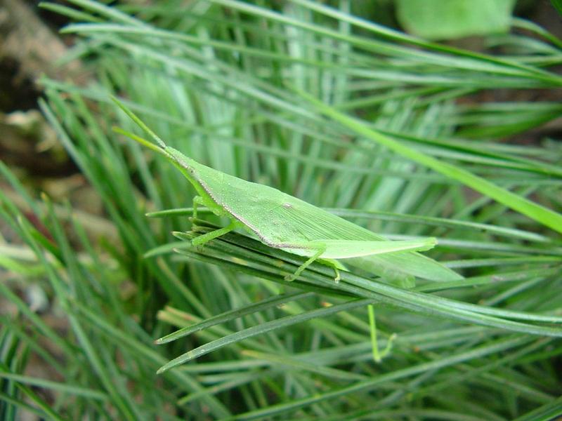방아깨비(Acrida cinerea) - 미성숙 암컷; DISPLAY FULL IMAGE.