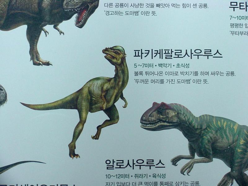 [공룡] 파키케팔로사우루스(Pachycephalosaurus); DISPLAY FULL IMAGE.