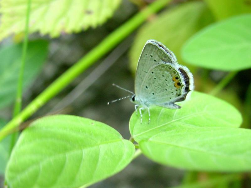 암먹부전나비(Everes argiades) - Short-tailed Blue; DISPLAY FULL IMAGE.