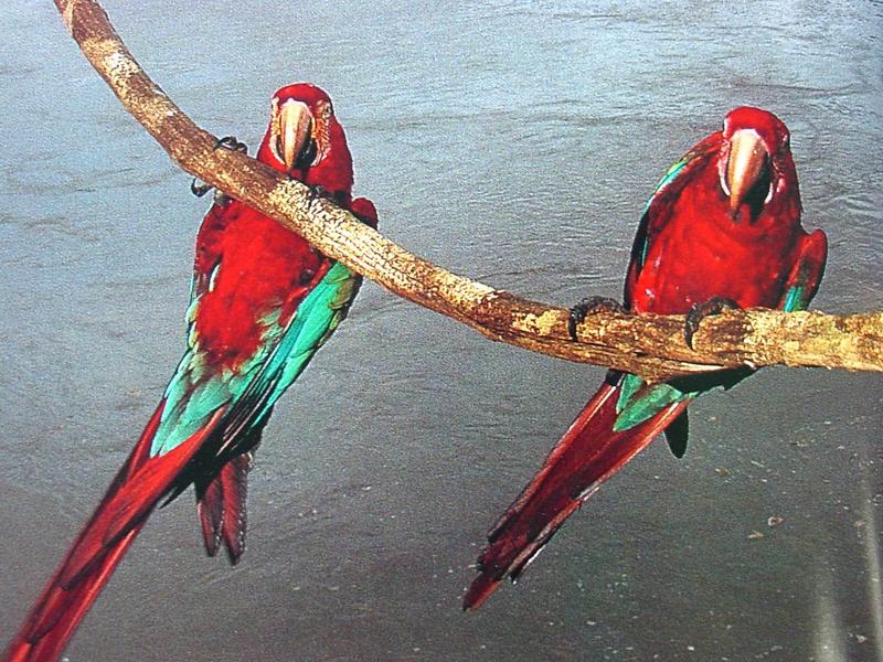 Green-winged Macaw (pair); DISPLAY FULL IMAGE.
