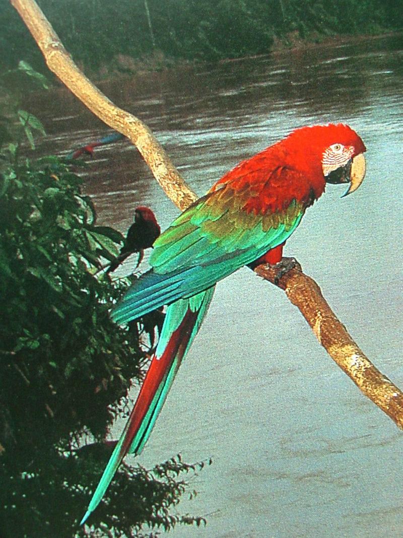 Green-winged Macaw; DISPLAY FULL IMAGE.