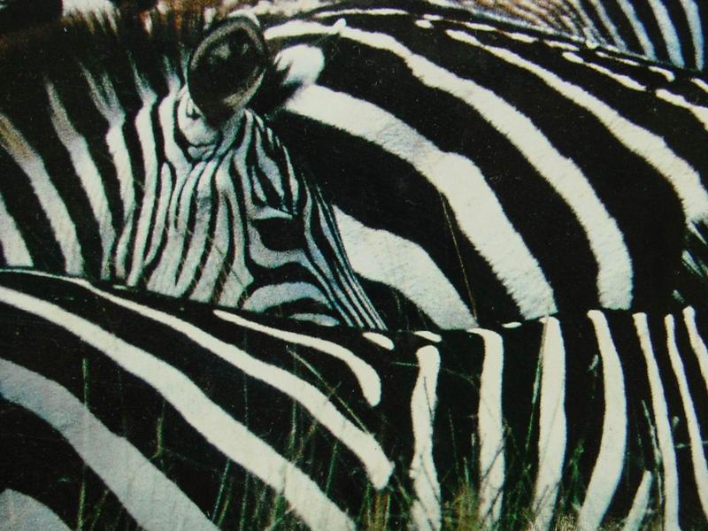 Zebra pattern; DISPLAY FULL IMAGE.