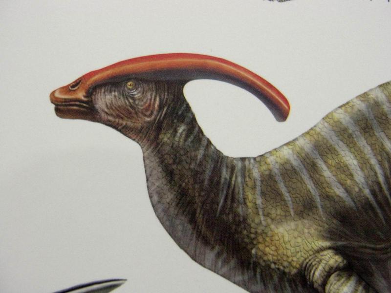 파라사우롤로푸스(Parasaurolophus) 머리부분; DISPLAY FULL IMAGE.
