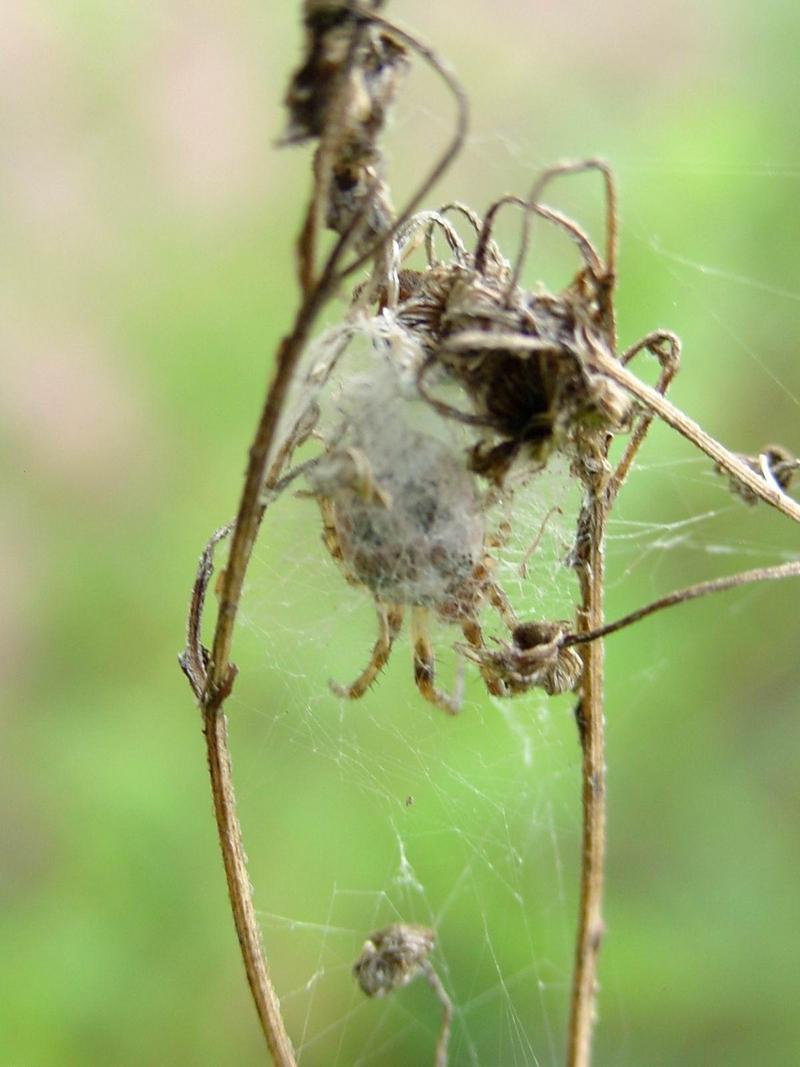 거미의 피신처 - 산왕거미와 닮은 작은 거미; DISPLAY FULL IMAGE.