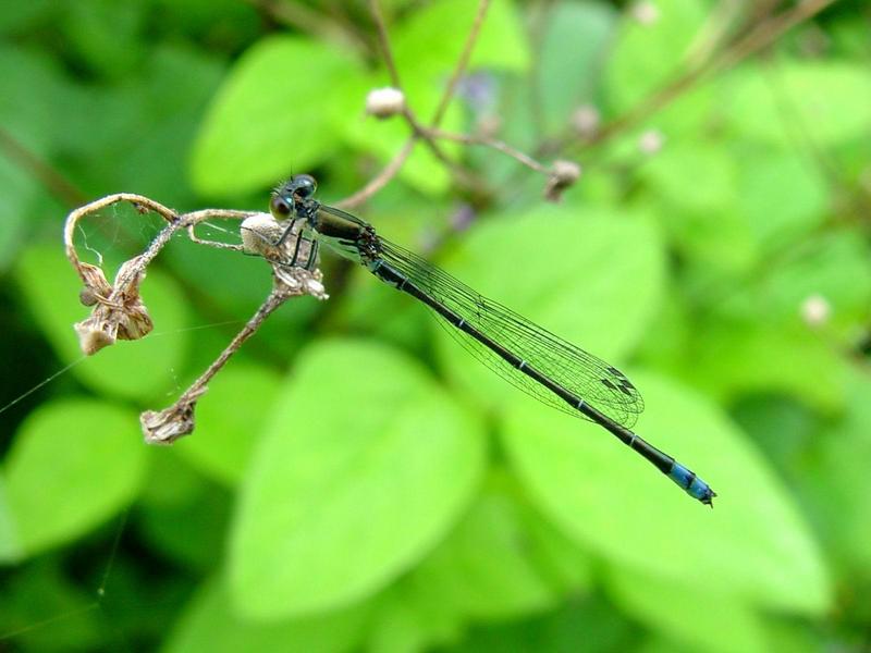 실잠자리 종류 --> 아시아실잠자리 수컷 Ischnura asiatica (Asiatic Bluetail Damselfly); DISPLAY FULL IMAGE.