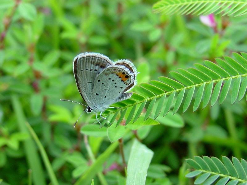 암먹부전나비(Everes argiades) - Short-tailed Blue; DISPLAY FULL IMAGE.