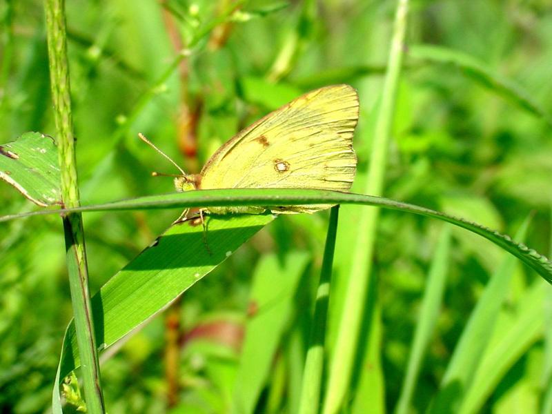노랑나비(Colias erate) - Eastern Pale Clouded Yellow Butterfly; DISPLAY FULL IMAGE.