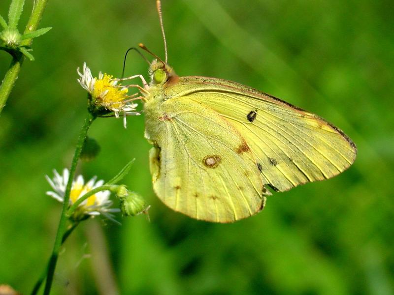 노랑나비(Colias erate) - Eastern Pale Clouded Yellow Butterfly; DISPLAY FULL IMAGE.
