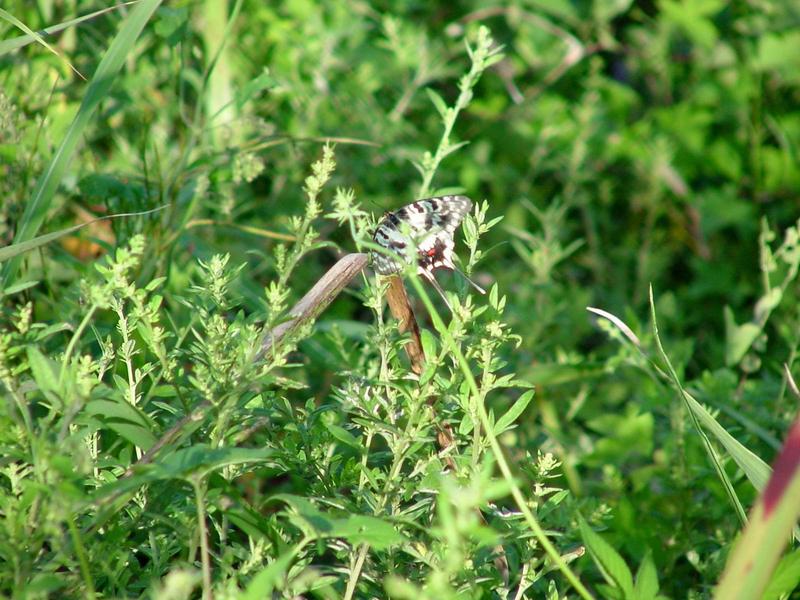 꼬리명주나비(Sericinus montela) 여름형 암컷 - Sericin Swallowtail Butterfly; DISPLAY FULL IMAGE.