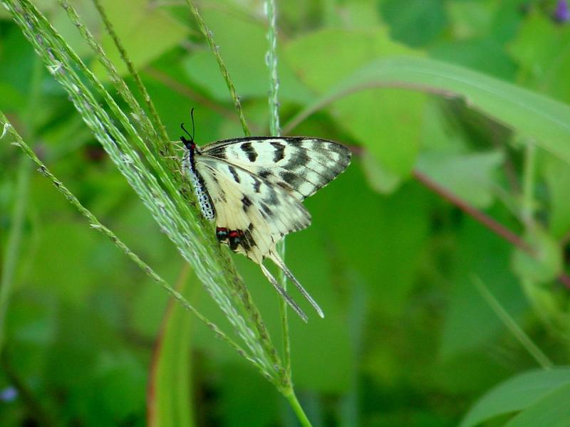 꼬리명주나비(Sericinus montela) 여름형 암컷 - Sericin Swallowtail Butterfly; DISPLAY FULL IMAGE.