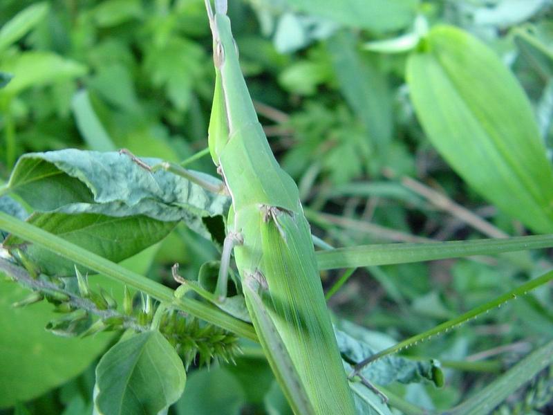 방아깨비 (Acrida cinerea) 암컷 - Green Hopper; DISPLAY FULL IMAGE.