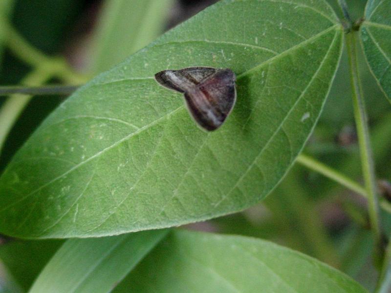날개매미충 종류 - 아마도 일본날개매미충...; DISPLAY FULL IMAGE.