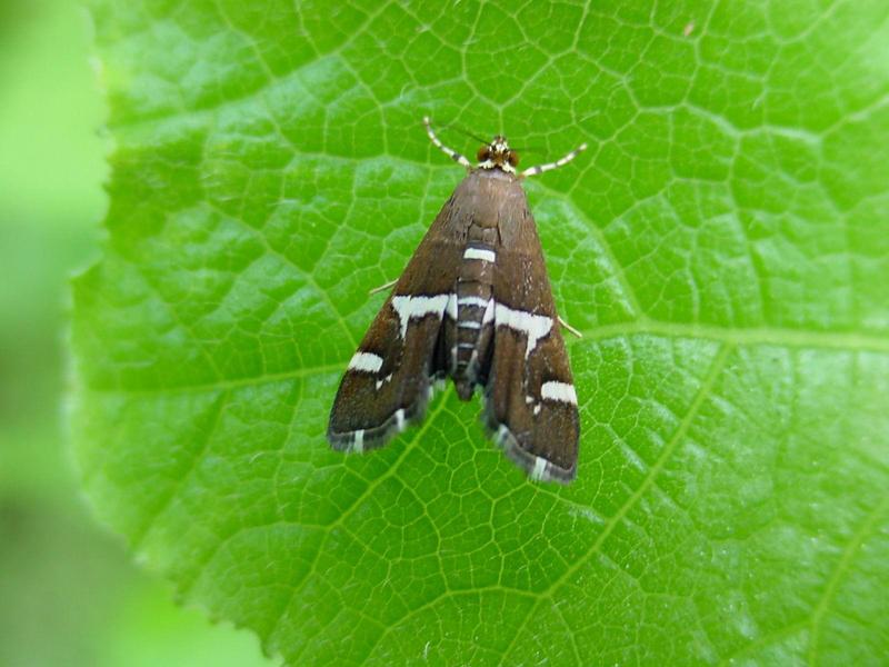 나방 -- 흰띠명나방 Hymenia recurvalis (Beet Webworm Moth); DISPLAY FULL IMAGE.