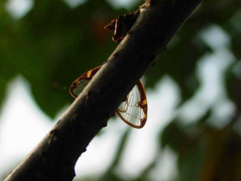 신부날개매미충 - Euricania clara (KATO) - Ricaniid Planthopper; DISPLAY FULL IMAGE.