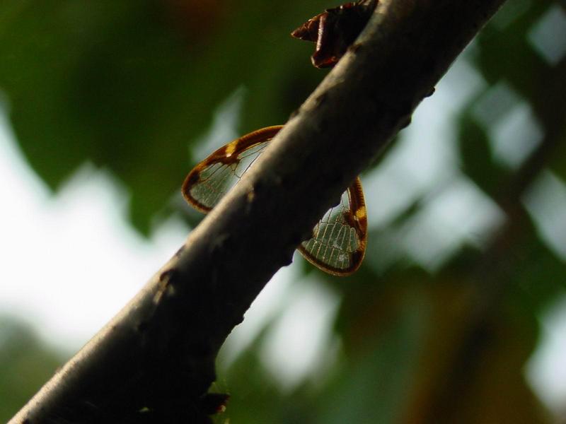 신부날개매미충 - Euricania clara (KATO) - Ricaniid Planthopper; DISPLAY FULL IMAGE.