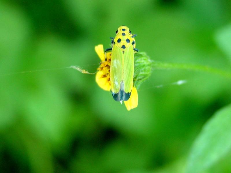 끝검은말매미충 (Bothrogonia japonica Ishihara) - Black-tipped leafhopper; DISPLAY FULL IMAGE.