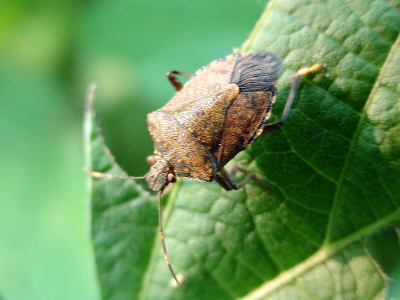 노린재 --> 썩덩나무노린재 Halyomorpha halys (Brown Marmorated Stink Bug); DISPLAY FULL IMAGE.