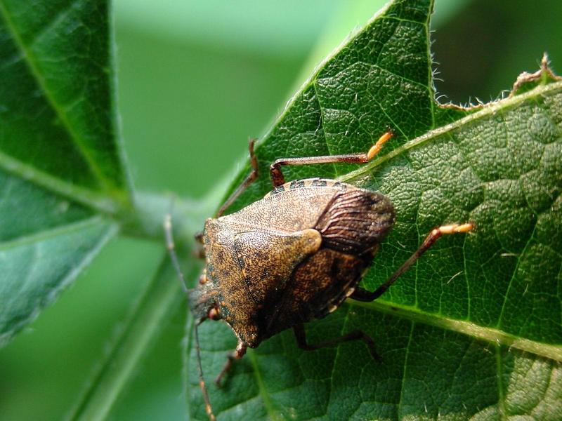 노린재 --> 썩덩나무노린재 Halyomorpha halys (Brown Marmorated Stink Bug); DISPLAY FULL IMAGE.