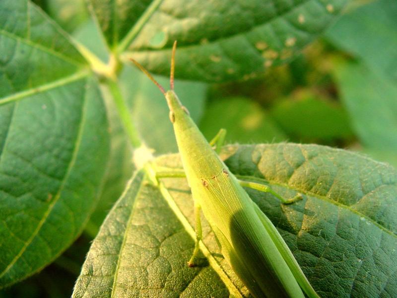 섬서구메뚜기(Atractomorpha lata) 암컷 - Smaller long-headed grasshopper; DISPLAY FULL IMAGE.