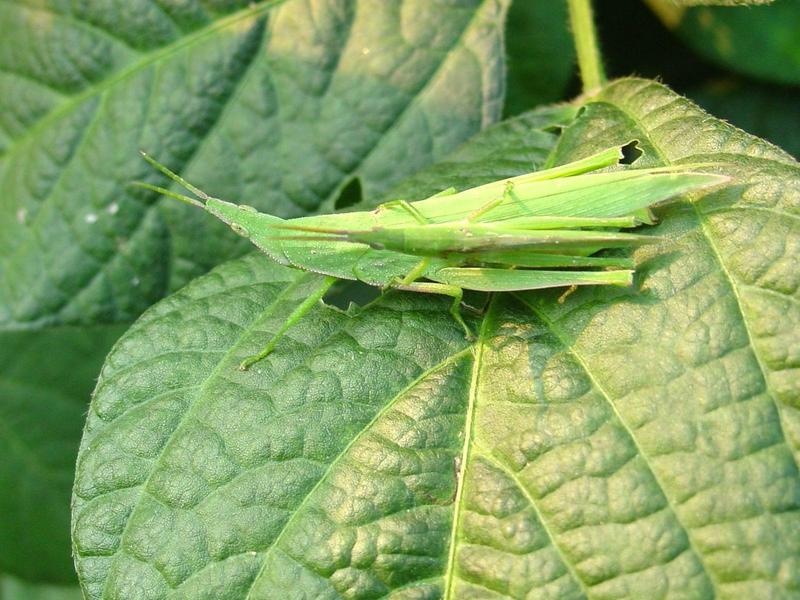 섬서구메뚜기(Atractomorpha lata) 암컷 - Smaller long-headed grasshoppers (mating pair); DISPLAY FULL IMAGE.