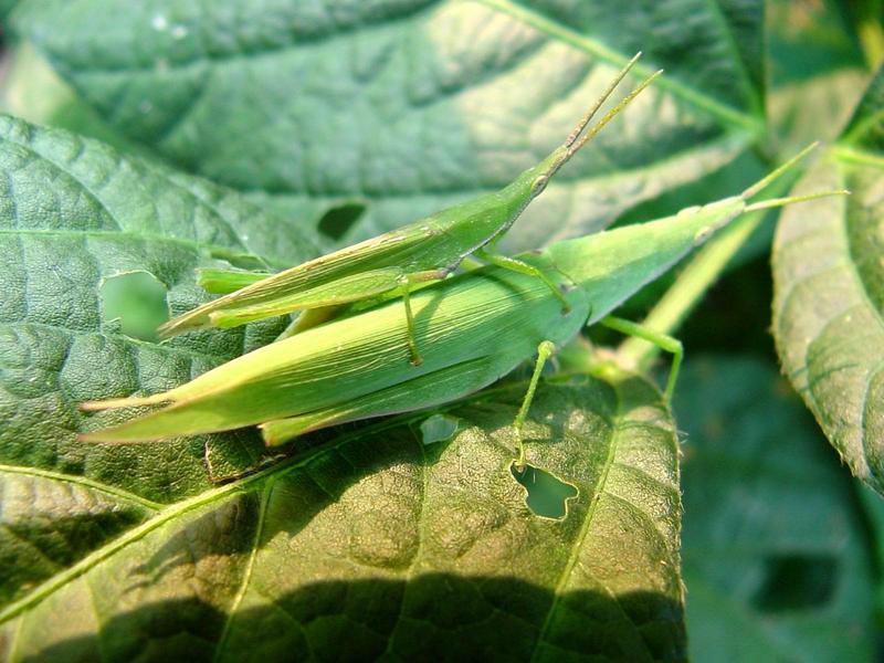 섬서구메뚜기(Atractomorpha lata) 암컷 - Smaller long-headed grasshoppers (mating pair); DISPLAY FULL IMAGE.
