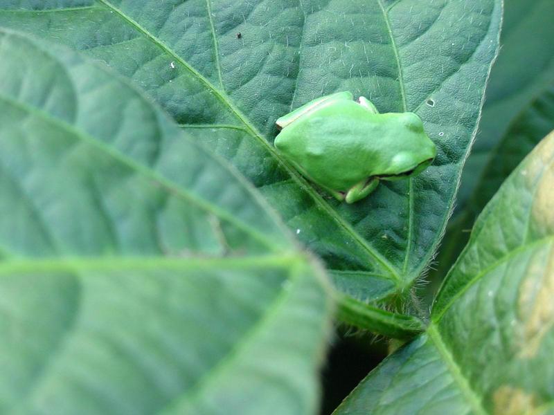 콩잎위의 청개구리 - Hyla arborea japonica (Far Eastern tree frog); DISPLAY FULL IMAGE.